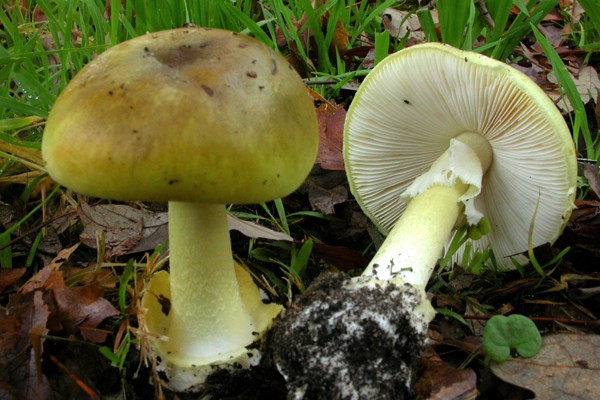 Amanita phalloides showing volva at base of stipe (left) and underside with pale lamellae and annulus on stipe (right)