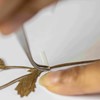 A thin piece of plant with a few small serrated leaves is being attached to white card with gummed paper. Someone's fimger is holding down one side of the gummed paper while their other hand is pressing it into place using fine forceps.