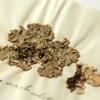 A foliose lichen affixed to pale green paper. It has been adhered such that the paper beneath has buckled, leaving creases radiating upwards from the specimen. The paper is annotated in cursive handwriting below the specimen.