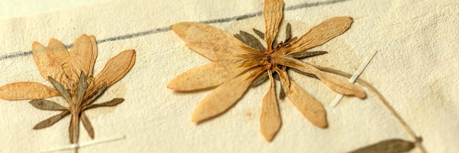 Two pressed and dried flowers with yellow petals and olive green bracts. They are attached to old yellowing textured paper with thin strips of cream-coloured gummed paper. 