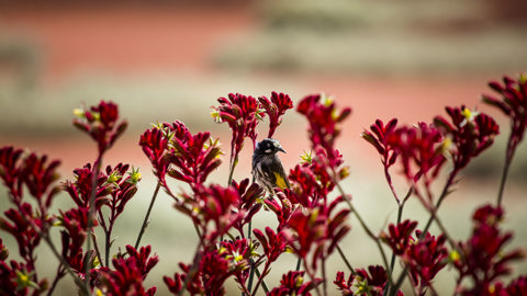 22.Birds In The Australian Garden