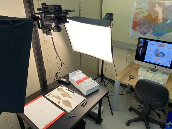 A specimen being imaged in the digitisation suite. It sits on a copy stand with two flash heads at either side and a camera suspended above. A computer is on in the background.