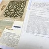 Many overlapping sheets of paper rest atop one another, bearing extensive typed and handwritten notes. An illustration of a green, net-like alga is in the top-left corner.